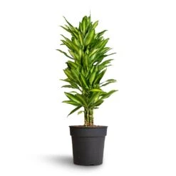 Dracaena Fragrans Cintho - Branched -Indoor Plants Store Dracaena fragrans Cintho Branched 27x120cm