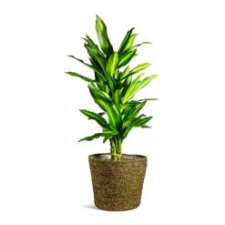 Dracaena Fragrans Cintho - Branched -Indoor Plants Store Dracaena fragrans Cintho Branched selin Plant Basket Camel plant pot