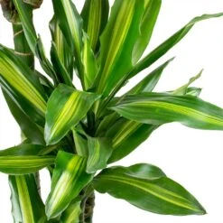 Dracaena Cintho - Branched - HydroCare -Indoor Plants Store Dracaena fragrans Cintho Leaves ab958d53 bedb 408c 85ce 6af32735502a