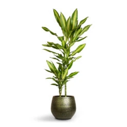 Noor Plant Pot - Velvet Green -Indoor Plants Store Dracaena fragrans Cintho Multi Stem 19x100cm 2stems Noor Plant Pot Velvet Green 27x25cm
