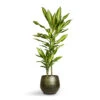 Dracaena Fragrans Cintho - Multi Stem -Indoor Plants Store Dracaena fragrans Cintho Multi Stem 19x100cm 2stems Noor Plant Pot Velvet Green 27x25cm 5f100175 22f6 4ca7 8572 6cd7b19c688a