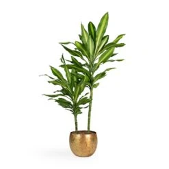 Dracaena Fragrans Cintho - Multi Stem -Indoor Plants Store Dracaena fragrans Cintho Multi Stem 19x80cm 2stems Ellen Metal Plant Pots Set3 Brass