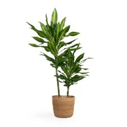 Dracaena Fragrans Cintho - Multi Stem -Indoor Plants Store Dracaena fragrans Cintho Multi Stem 19x80cm 2stems Igmar Plant Basket Natural 26x23cm