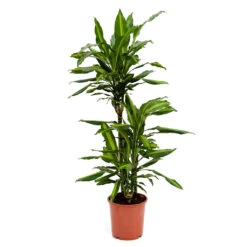 Dracaena Fragrans Cintho - Multi Stem -Indoor Plants Store Dracaena fragrans Cintho Multi Stem