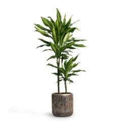 Luxe Lite Waterfall Cylinder Planter - Bronze 24 Luxe Lite Waterfall Cylinder Planter - Bronze -Indoor Plants Store Dracaena fragrans Cintho MultiStem 19x80cm Plant Pot Luxe Lite Waterfall Cylinder Planter Bronze 23x22 7fad771a df03 446c beec dd3b5e3fb87d