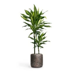 Dracaena Fragrans Cintho - Multi Stem -Indoor Plants Store Dracaena fragrans Cintho MultiStem 19x80cm Plant Pot Luxe Lite Wrinkle Cylinder Planter Bronze 23x22cm