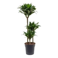 Dracaena Fragrans Compacta - Multi Stem 17 Dracaena Fragrans Compacta - Multi Stem -Indoor Plants Store Dracaena fragrans Compacta 3 Stem