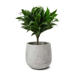 Dracaena Fragrans Compacta - Single Stem -Indoor Plants Store Dracaena fragrans Compacta Amber Plant Pot