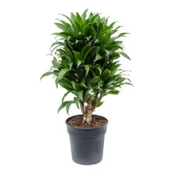 Dracaena Fragrans Compacta - Branched 21 Dracaena Fragrans Compacta - Branched -Indoor Plants Store Dracaena fragrans Compacta Branched 21cm