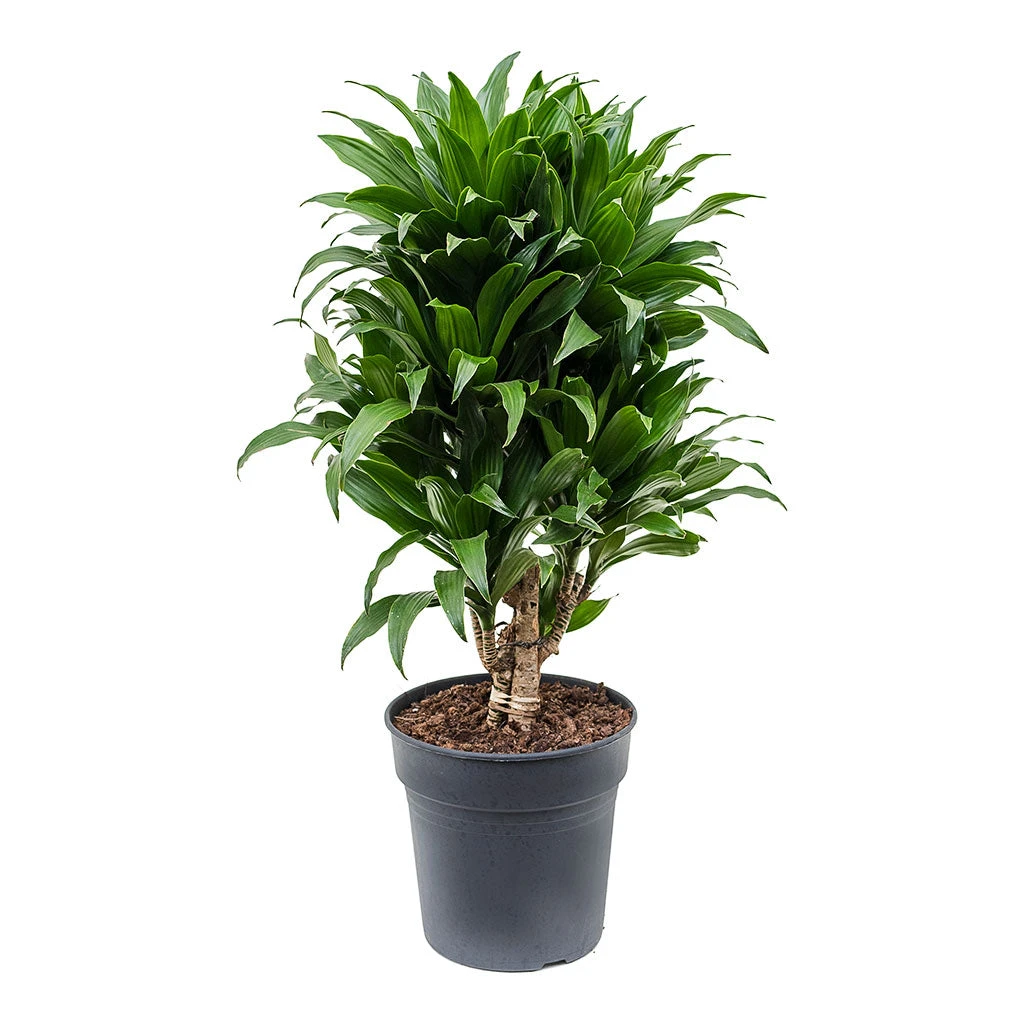 Dracaena Fragrans Compacta - Branched 10 Dracaena Fragrans Compacta - Branched - Image 8