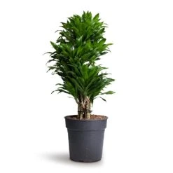 Dracaena Fragrans Compacta - Branched 18 Dracaena Fragrans Compacta - Branched -Indoor Plants Store Dracaena fragrans Compacta Branched 24x75cm 1