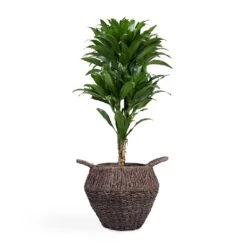 Dracaena Fragrans Compacta - Branched 20 Dracaena Fragrans Compacta - Branched -Indoor Plants Store Dracaena fragrans Compacta Branched 24x75cm Jelle Plant Baskets Set of 3 Black warped a799a670 655b 4e6e 8f03 e8610f298c38
