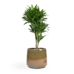 Dracaena Fragrans Compacta - Branched 19 Dracaena Fragrans Compacta - Branched -Indoor Plants Store Dracaena fragrans Compacta Branched 24x75cm Joah Plant Pot Oasis 33x28cm