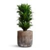 Dracaena Fragrans Compacta - Branched -Indoor Plants Store Dracaena fragrans Compacta Branched 24x75cm Luxe Lite Comet Cylinder Planter Bronze 33x31cm