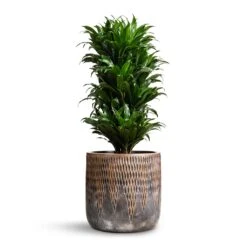 Luxe Lite Comet Cylinder Planter - Bronze -Indoor Plants Store Dracaena fragrans Compacta Branched 24x75cm Luxe Lite Comet Cylinder Planter Bronze 33x31cm 976326cc 1360 4465 8dd1 40a46bfee52c
