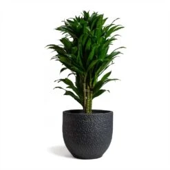 Dracaena Fragrans Compacta - Branched 16 Dracaena Fragrans Compacta - Branched -Indoor Plants Store Dracaena fragrans Compacta Branched 24x75cm Rinca Plant Pot Shiny Black 29x26cmV2 d1a30b6d e211 4522 9b8e 6a963efd0c98