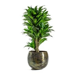 Dracaena Fragrans Compacta - Branched 17 Dracaena Fragrans Compacta - Branched -Indoor Plants Store Dracaena fragrans Compacta Branched Kian Metal Plant Pots Set of 3 Large Sky Burn