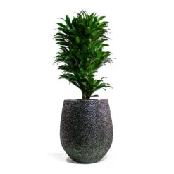 Dracaena Fragrans Compacta - Branched 22 Dracaena Fragrans Compacta - Branched -Indoor Plants Store Dracaena fragrans Compacta Branched Opus Hit Darcy Planter Silver 1e85d98a f69b 4b69 b4d5 c664c28cae6f