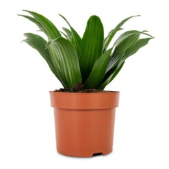 Dracaena Fragrans Compacta - Head 14 Dracaena Fragrans Compacta - Head -Indoor Plants Store Dracaena fragrans Compacta Head 12x25cm