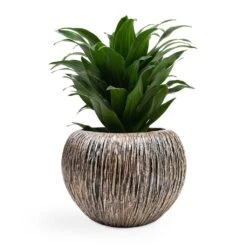 Dracaena Fragrans Compacta - Head 18 Dracaena Fragrans Compacta - Head -Indoor Plants Store Dracaena fragrans Compacta Head 12x25cm Luxe Lite Waterfall Globe Planter Bronze 28x20cm