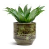 Dracaena Fragrans Compacta - Head 1 Dracaena Fragrans Compacta - Head -Indoor Plants Store Dracaena fragrans Compacta Head 12x25cm Sanna Plant Pot Moss Green 15x13cm