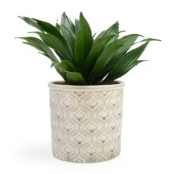 Dracaena Fragrans Compacta - Head 20 Dracaena Fragrans Compacta - Head -Indoor Plants Store Dracaena fragrans Compacta Head 12x25cm Venetian Plant Pot Grey 16x14cm