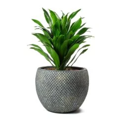 Dracaena Fragrans Compacta - Head 19 Dracaena Fragrans Compacta - Head -Indoor Plants Store Dracaena fragrans Compacta Head Large Fay Plant Pot Blue Gold