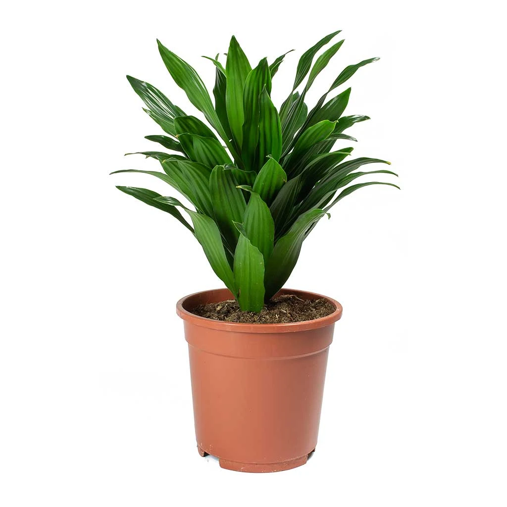 Dracaena Fragrans Compacta - Head 8 Dracaena Fragrans Compacta - Head - Image 6