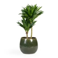 Dracaena Fragrans Compacta - Multi Stem 19 Dracaena Fragrans Compacta - Multi Stem -Indoor Plants Store Dracaena fragrans Compacta Multi Stem 17x55cm 2 stems Mischa Plant Pot Forest Green 24x22cm