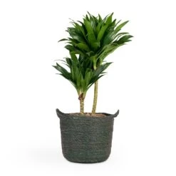 Dracaena Fragrans Compacta - Multi Stem 21 Dracaena Fragrans Compacta - Multi Stem -Indoor Plants Store Dracaena fragrans Compacta Multi Stem 17x55cm 2 stems Nelis Plant Basket Green 23x20cm