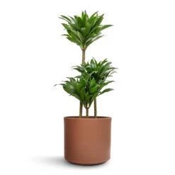 Dracaena Fragrans Compacta - Multi Stem 20 Dracaena Fragrans Compacta - Multi Stem -Indoor Plants Store Dracaena fragrans Compacta Multi Stem 21x100cm 3 stems Prague Plant Pot Mocha 28x24cm e0b3705a 187e 479d b39c 1f9a060a4b78