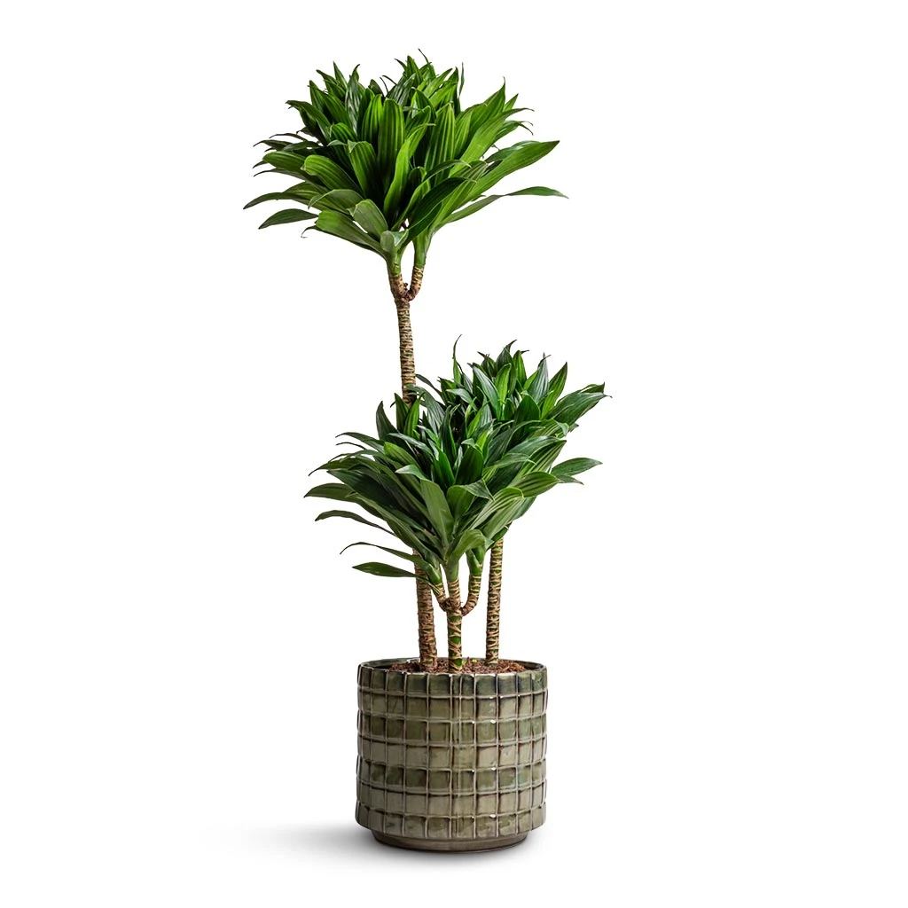 Dracaena Fragrans Compacta - Multi Stem 3 Dracaena Fragrans Compacta - Multi Stem