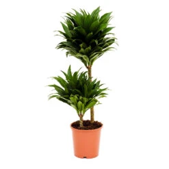 Dracaena Fragrans Compacta - Multi Stem 15 Dracaena Fragrans Compacta - Multi Stem -Indoor Plants Store Dracaena fragrans Compacta Multi Stem