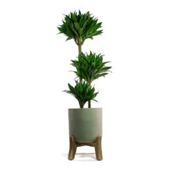 Charlie Plant Pot - Low Stand - Grey Washed -Indoor Plants Store Dracaena fragrans Compacta Multi Stem Charlie Plant Pot Low Stand Grey Washed