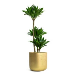 Dracaena Fragrans Compacta - Multi Stem 22 Dracaena Fragrans Compacta - Multi Stem -Indoor Plants Store Dracaena fragrans Compacta Multi Stem Charlie Plant Pot Metallic Gold 5a1761f3 7ae0 430f 8884 90608fcf4ff3