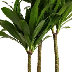 Dracaena Fragrans Compacta - Multi Stem 18 Dracaena Fragrans Compacta - Multi Stem -Indoor Plants Store Dracaena fragrans Compacta Multi Stem DETAIL 2
