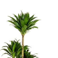 Dracaena Fragrans Compacta - Multi Stem 16 Dracaena Fragrans Compacta - Multi Stem -Indoor Plants Store Dracaena fragrans Compacta Multi Stem DETAIL