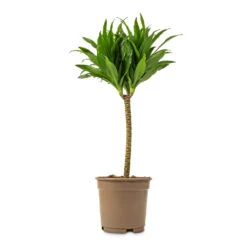 Dracaena Fragrans Compacta - Single Stem -Indoor Plants Store Dracaena fragrans Compacta Single Stem 17x65cm