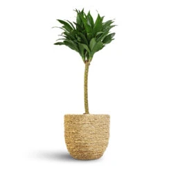 Dracaena Fragrans Compacta - Single Stem -Indoor Plants Store Dracaena fragrans Compacta Single Stem 17x65cm Cody Plant Pot Straw Grass 22x20cm