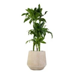 Dracaena Fragrans Dorado - Multi Stem -Indoor Plants Store Dracaena fragrans Dorado 3Stem 21x95cm Raindrop Tube Round Planter Stone 30x26cm