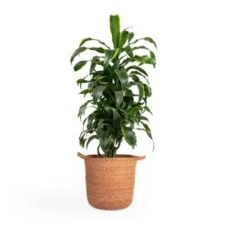 Dracaena Fragrans Dorado - Branched -Indoor Plants Store Dracaena fragrans Dorado Branched 21x70cm Nelis Plant Basket Camel 28x27cm