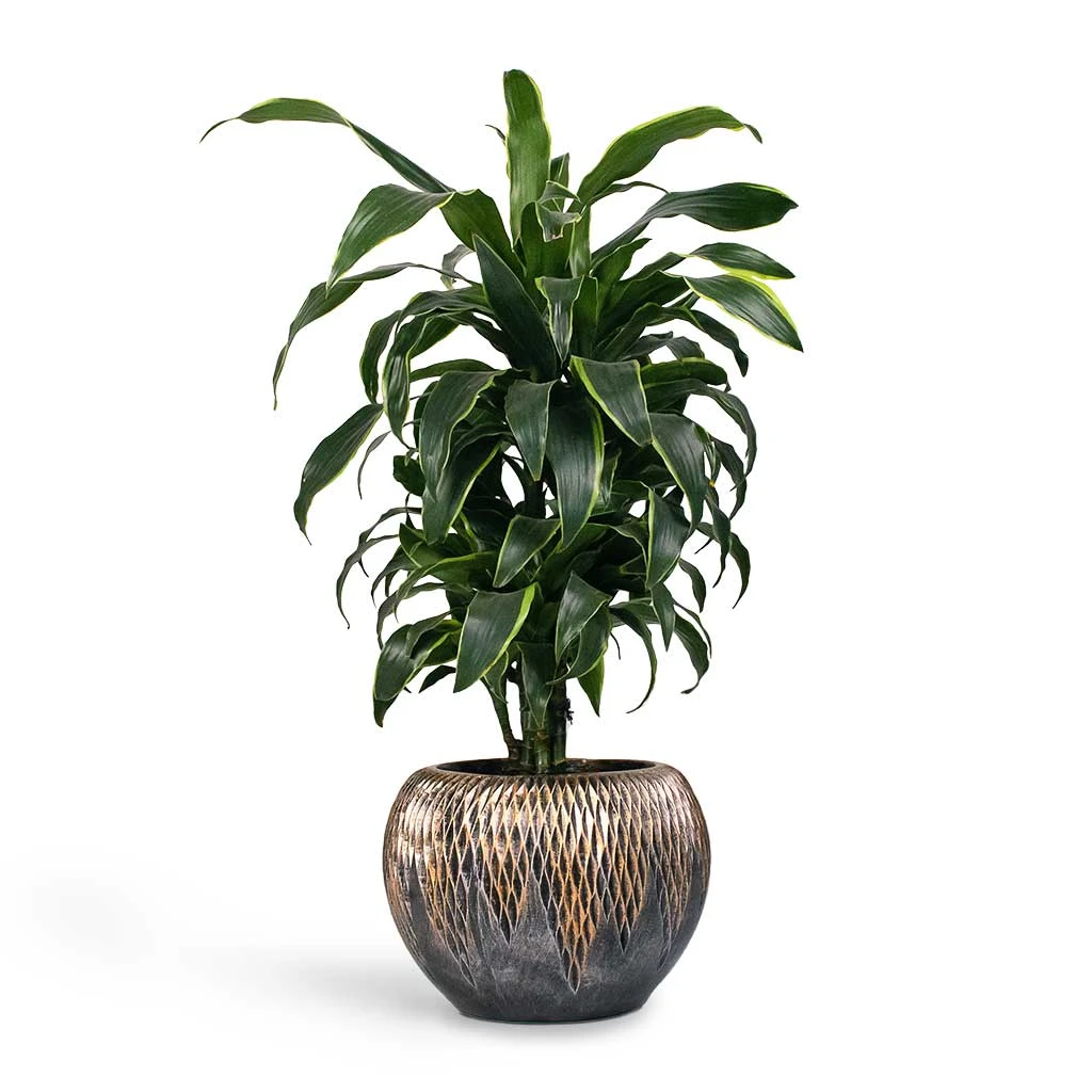 Luxe Lite Comet Globe Planter - Bronze 4 Luxe Lite Comet Globe Planter - Bronze - Image 2