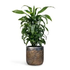 Dracaena Fragrans Dorado - Branched -Indoor Plants Store Dracaena fragrans Dorado Branched 21x70cm Plant Pot Luxe Lite Layer Cylinder Planter Bronze 28x27cm