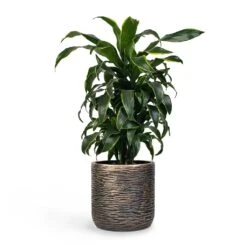 Dracaena Fragrans Dorado - Branched -Indoor Plants Store Dracaena fragrans Dorado Branched 21x70cm Plant Pot Luxe Lite Wrinkle Cylinder Planter Bronze 28x27cm