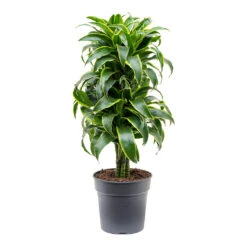 Dracaena Fragrans Dorado - Branched -Indoor Plants Store Dracaena fragrans Dorado Branched