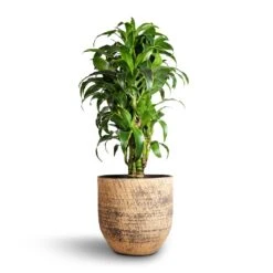Dracaena Fragrans Dorado - Branched -Indoor Plants Store Dracaena fragrans Dorado Branched 27x110cm Cas Plant Pot Sahara 32x29cm