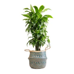 Seagrass Tribal Basket - Teal Lined 14 Seagrass Tribal Basket - Teal Lined -Indoor Plants Store Dracaena fragrans Dorado Branched 27x95cm Seagrass Tribal Basket Teal Lined 30x25cm