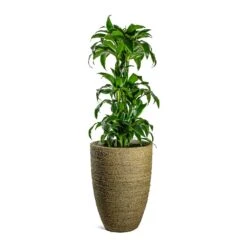 Ben Plant Pot - Straw Grass -Indoor Plants Store Dracaena fragrans Dorado Branched Ben Plant Pot Straw Grass 41fd72bd fecb 4792 984f 971c4e8cc9c3