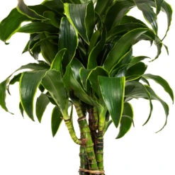 Dracaena Fragrans Dorado - Branched -Indoor Plants Store Dracaena fragrans Dorado Branched DETAIL 2