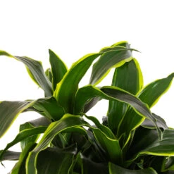 Dracaena Fragrans Dorado - Branched -Indoor Plants Store Dracaena fragrans Dorado Branched DETAIL